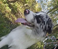Clover 🍀 AKC, a male Australian Shepherd for sale in Hesperia, MI – 2 of 3