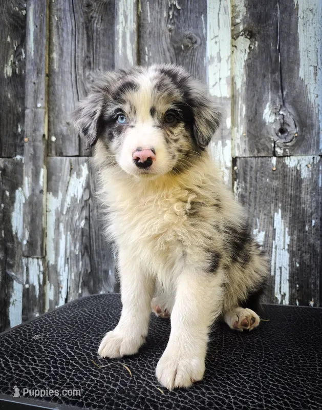 Doyle  – Australian Shepherd puppy for sale in Hesperia, MI