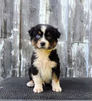 Cedric *PENDING*, a male Australian Shepherd for sale in Hesperia, MI – 1 of 4