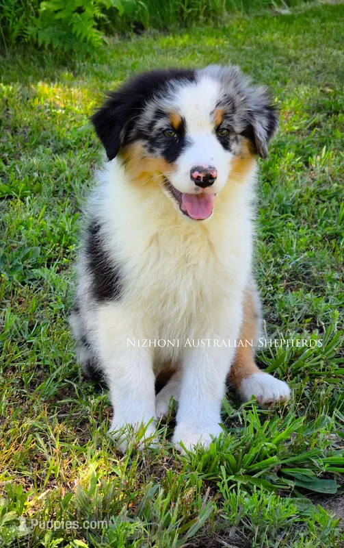 Lorcan – Australian Shepherd puppy for sale in Hesperia, MI