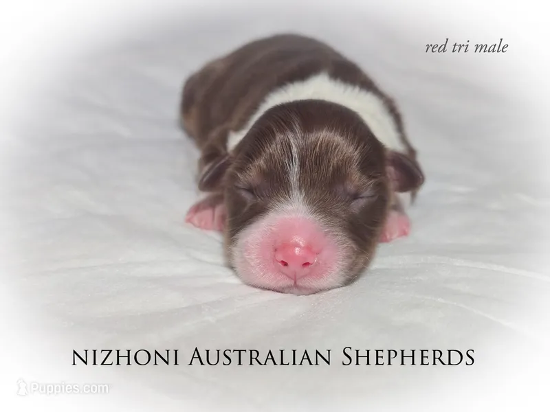Red tri AKC  – Australian Shepherd puppy for sale in Hesperia, MI