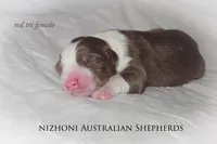 Red tri AKC , a female Australian Shepherd for sale in Hesperia, MI – 4 of 5