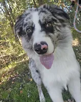 Clover 🍀 AKC, a male Australian Shepherd for sale in Hesperia, MI – 1 of 3