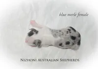 Blue merle AKC , a female Australian Shepherd for sale in Hesperia, MI – 4 of 5