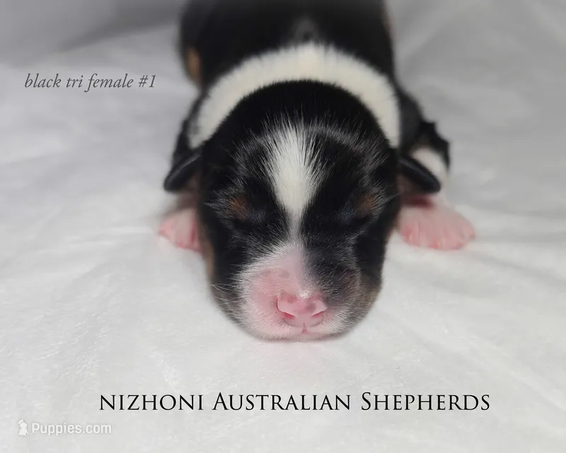 Black tri #1 AKC  – Australian Shepherd puppy for sale in Hesperia, MI