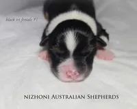 Black tri #1 AKC , a female Australian Shepherd for sale in Hesperia, MI – 1 of 5