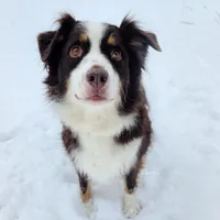 Kay-Kay *PENDING , a female Australian Shepherd for sale in Hesperia, MI – Photo 2 of 3