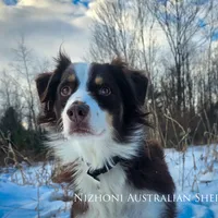 Kay-Kay *PENDING , a female Australian Shepherd for sale in Hesperia, MI – Photo 3 of 3