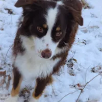 Kay-Kay *PENDING , a female Australian Shepherd for sale in Hesperia, MI – Photo 1 of 3