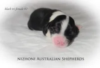 Black tri #2 AKC, a female Australian Shepherd for sale in Hesperia, MI – 4 of 5