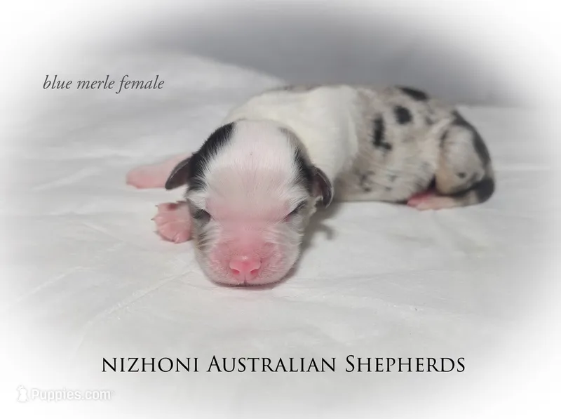 Blue merle AKC  – Australian Shepherd puppy for sale in Hesperia, MI