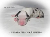 Blue merle AKC , a female Australian Shepherd for sale in Hesperia, MI – 1 of 5