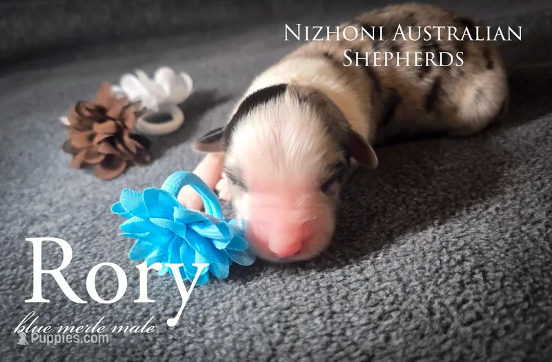 Rory – Australian Shepherd puppy for sale in Hesperia, MI