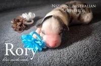 Rory, a male Australian Shepherd for sale in Hesperia, MI – Photo 1 of 2