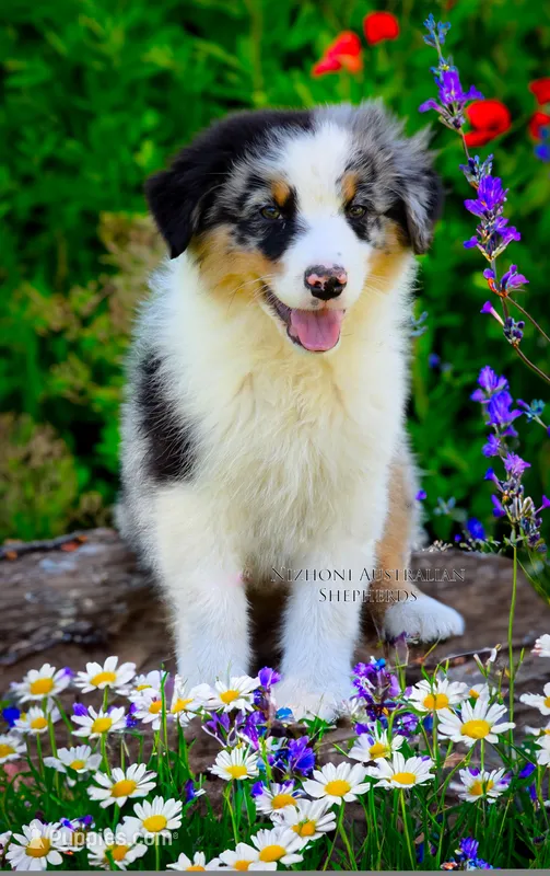 Lorcan – Australian Shepherd puppy for sale in Hesperia, MI
