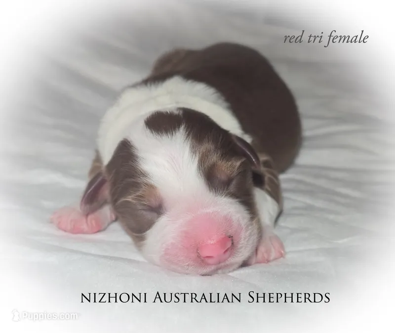 Red tri AKC  – Australian Shepherd puppy for sale in Hesperia, MI