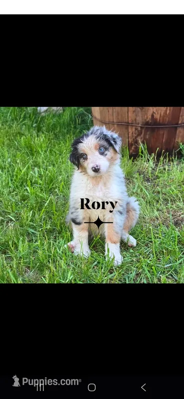 Rory *RESERVED* – Australian Shepherd puppy for sale in Hesperia, MI