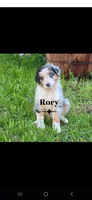 Rory *RESERVED*, a male Australian Shepherd for sale in Hesperia, MI – 1 of 6
