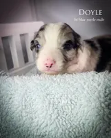 Doyle , a male Australian Shepherd for sale in Hesperia, MI – 3 of 5