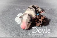 Doyle , a male Australian Shepherd for sale in Hesperia, MI – Photo 1 of 2