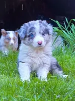 Doyle , a male Australian Shepherd for sale in Hesperia, MI – 5 of 5