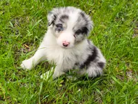 Doyle , a male Australian Shepherd for sale in Hesperia, MI – 4 of 5