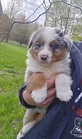 Torin , a male Australian Shepherd for sale in Hesperia, MI – 5 of 5