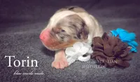 Torin , a male Australian Shepherd for sale in Hesperia, MI – Photo 2 of 3