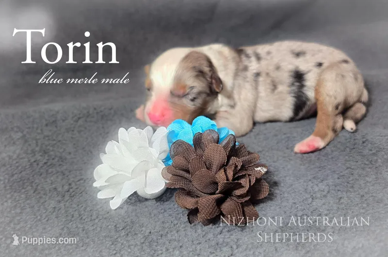 Torin , a male Australian Shepherd for sale in Hesperia, MI – Photo 1 of 3