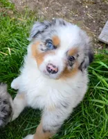 Torin , a male Australian Shepherd for sale in Hesperia, MI – 4 of 5