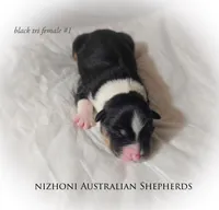 Black tri #1 AKC , a female Australian Shepherd for sale in Hesperia, MI – 4 of 5