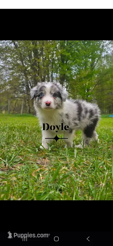 Doyle  – Australian Shepherd puppy for sale in Hesperia, MI