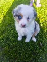 Killian, a male Australian Shepherd for sale in Hesperia, MI – 5 of 6