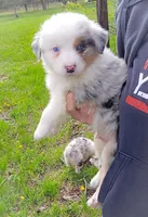 Killian, a male Australian Shepherd for sale in Hesperia, MI – 6 of 6