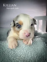 Killian, a male Australian Shepherd for sale in Hesperia, MI – 4 of 6
