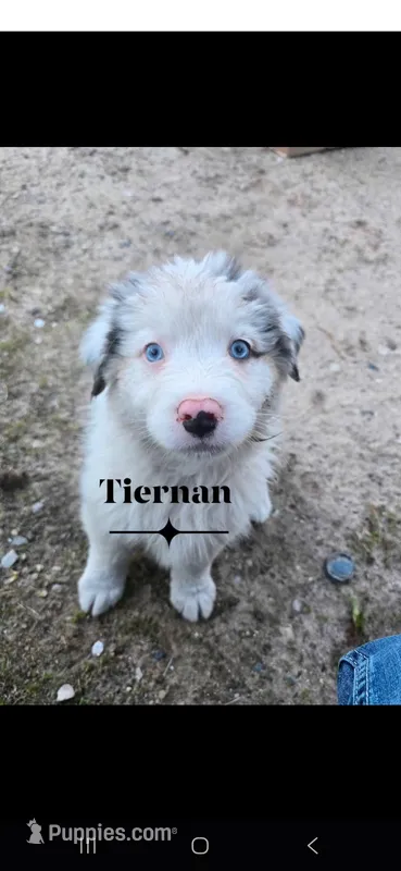 Tiernan  – Australian Shepherd puppy for sale in Hesperia, MI