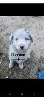 Tiernan , a male Australian Shepherd for sale in Hesperia, MI – 1 of 4