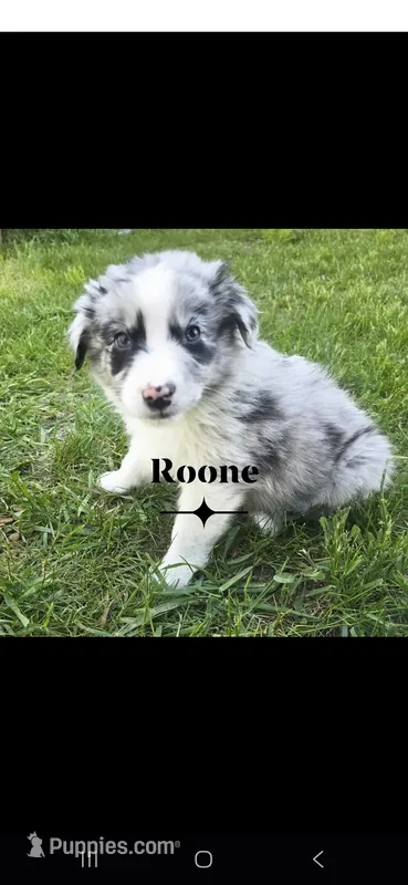 Roone *RESERVED* – Australian Shepherd puppy for sale in Hesperia, MI