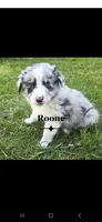 Roone *RESERVED*, a male Australian Shepherd for sale in Hesperia, MI – 1 of 4