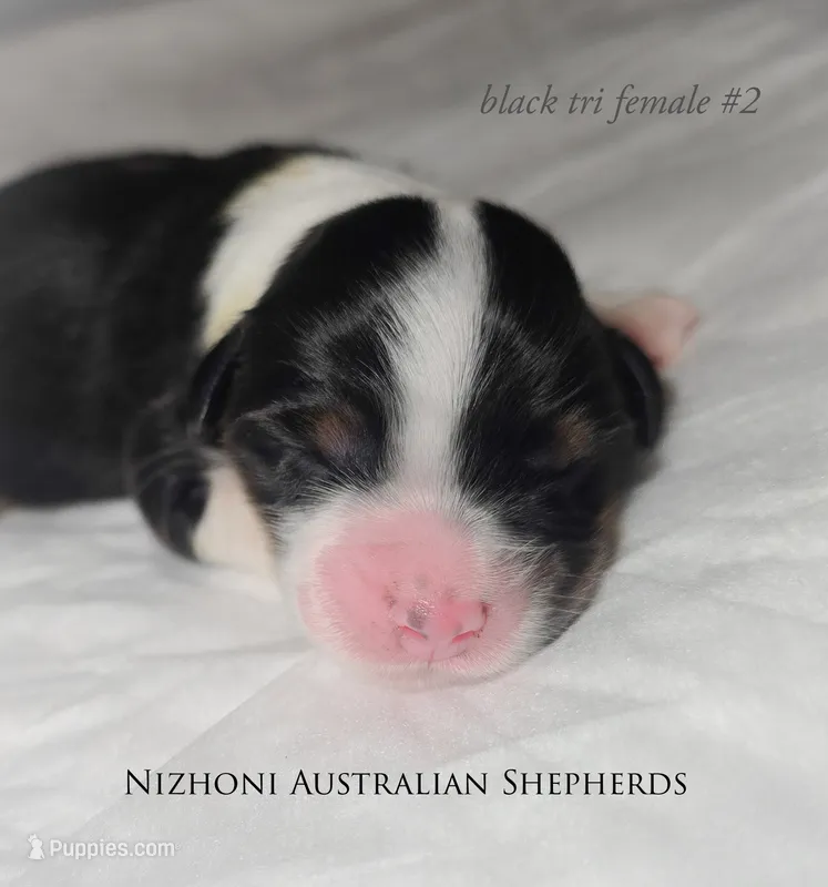 Black tri #2 AKC – Australian Shepherd puppy for sale in Hesperia, MI