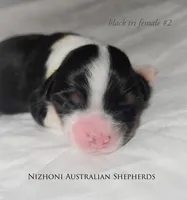 Black tri #2 AKC, a female Australian Shepherd for sale in Hesperia, MI – 1 of 5