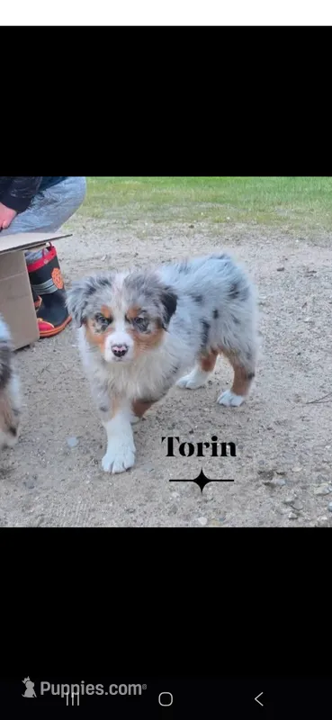 Torin  *RESERVED* – Australian Shepherd puppy for sale in Hesperia, MI