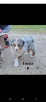 Torin  *RESERVED*, a male Australian Shepherd for sale in Hesperia, MI – 1 of 6