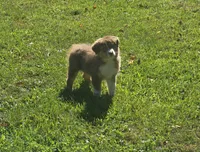 Evie 💛 AKC, a female Australian Shepherd for sale in Hesperia, MI – 2 of 4