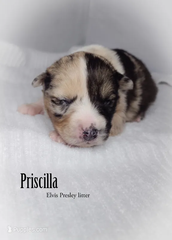 Priscilla *RESERVED
