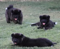 Orange Colar, a male Akita for sale in Midlothian, TX – 5 of 10