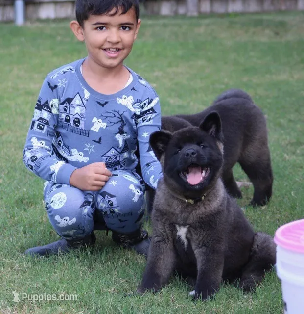 Orange Colar – Akita puppy for sale in Midlothian, TX