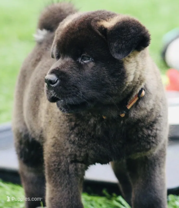 Orange Colar – Akita puppy for sale in Midlothian, TX