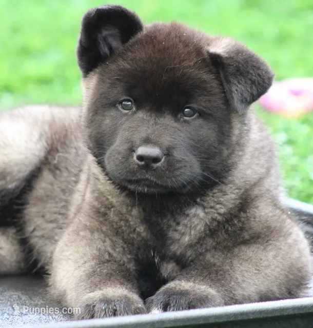 Black Colar  – Akita puppy for sale in Midlothian, TX