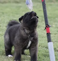 Black Colar , a male Akita for sale in Midlothian, TX – 3 of 9